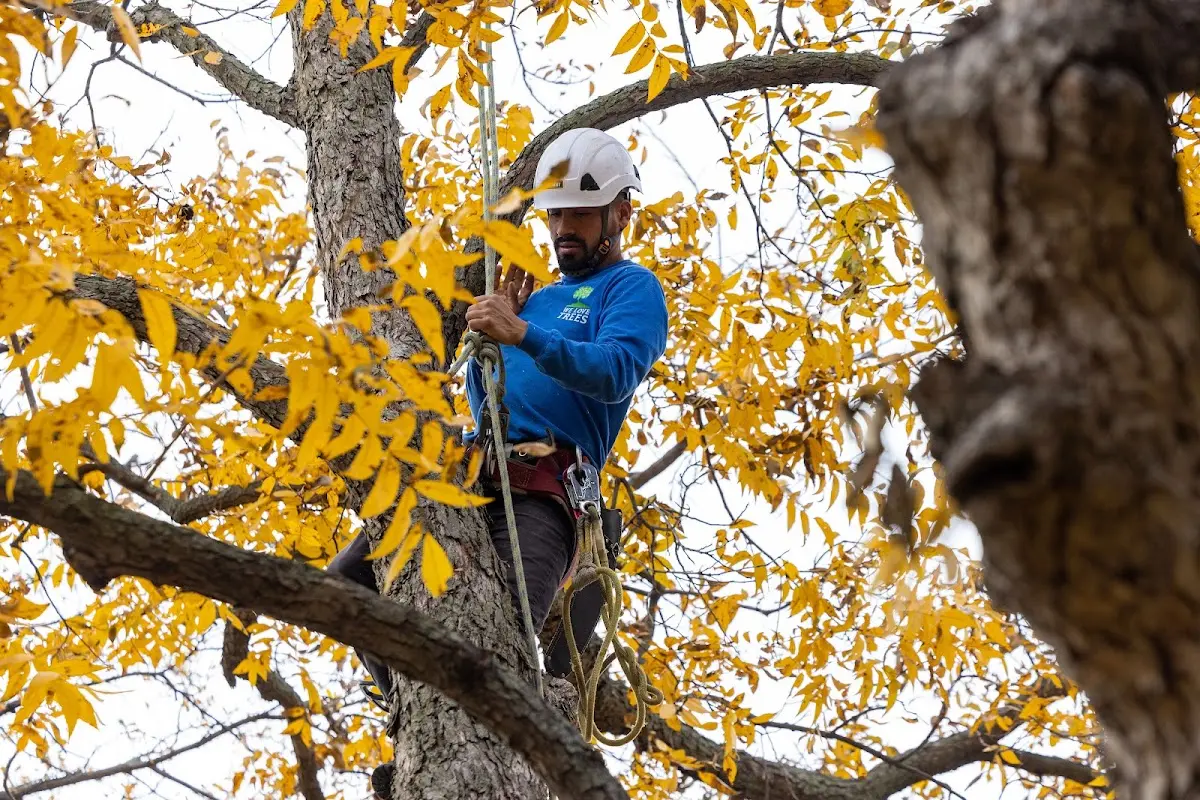 Skilled Tree Pruning crew working in Sand Fork